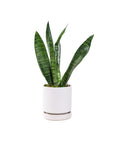 Small Gemstone Potted Snake Plant - Green Fresh Florals + Plants