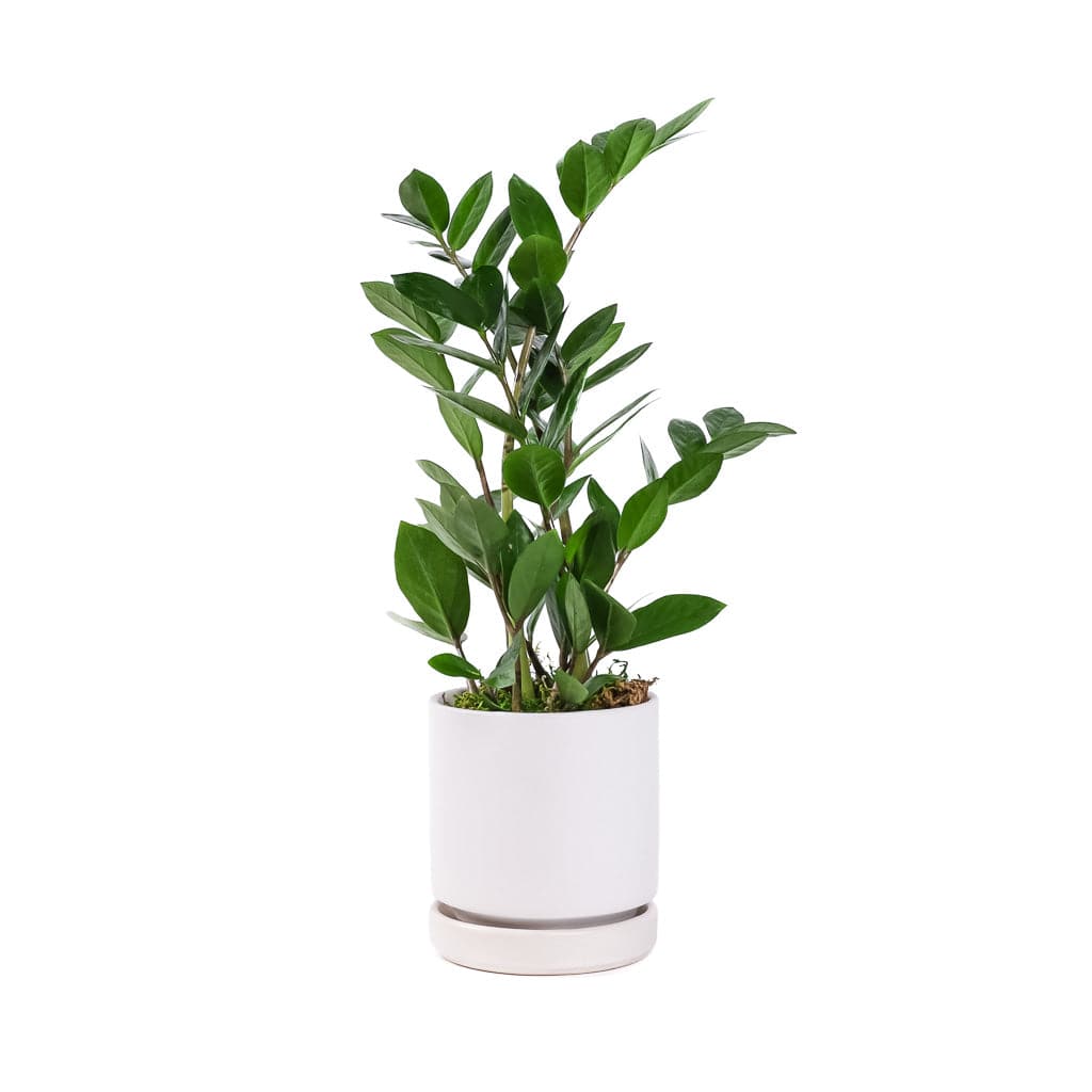 Small Gemstone Potted ZZ Plant - Green Fresh Florals + Plants