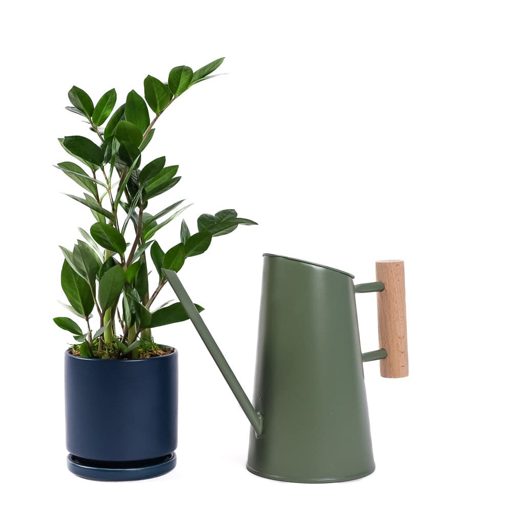 Small Gemstone Potted ZZ Plant - Green Fresh Florals + Plants