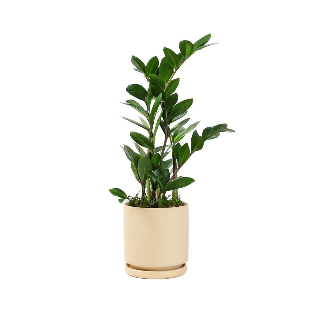 Small Gemstone Potted ZZ Plant - Green Fresh Florals + Plants