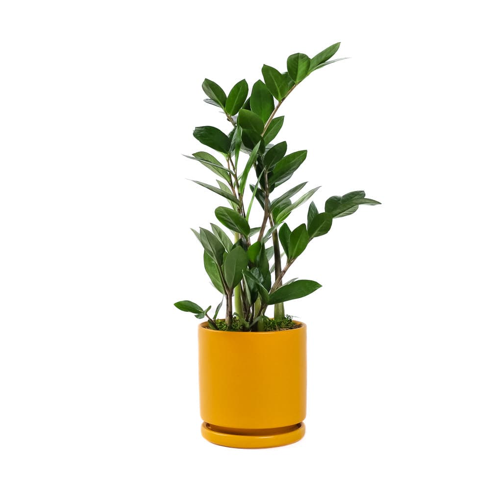 Small Gemstone Potted ZZ Plant - Green Fresh Florals + Plants