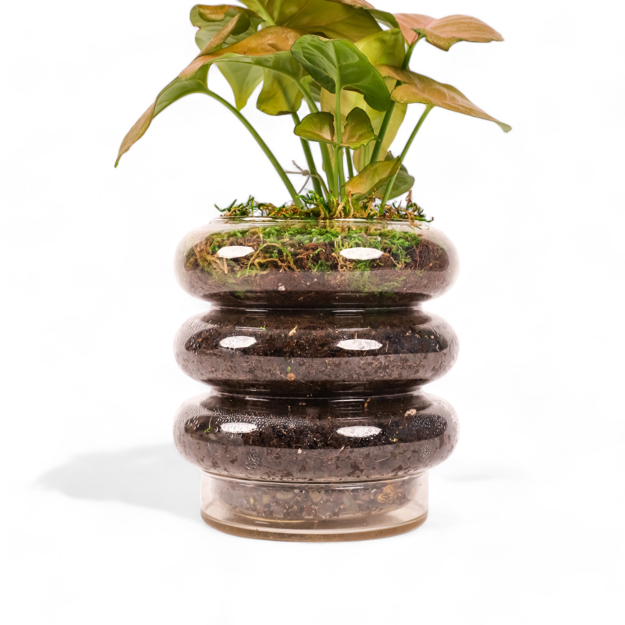 Stacked Rings Glass Pot with Saucer - Green Fresh Florals + Plants