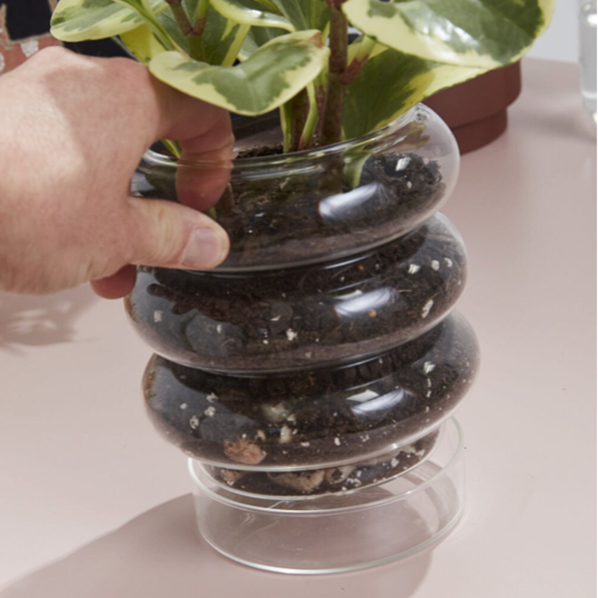 Stacked Rings Glass Pot with Saucer - Green Fresh Florals + Plants