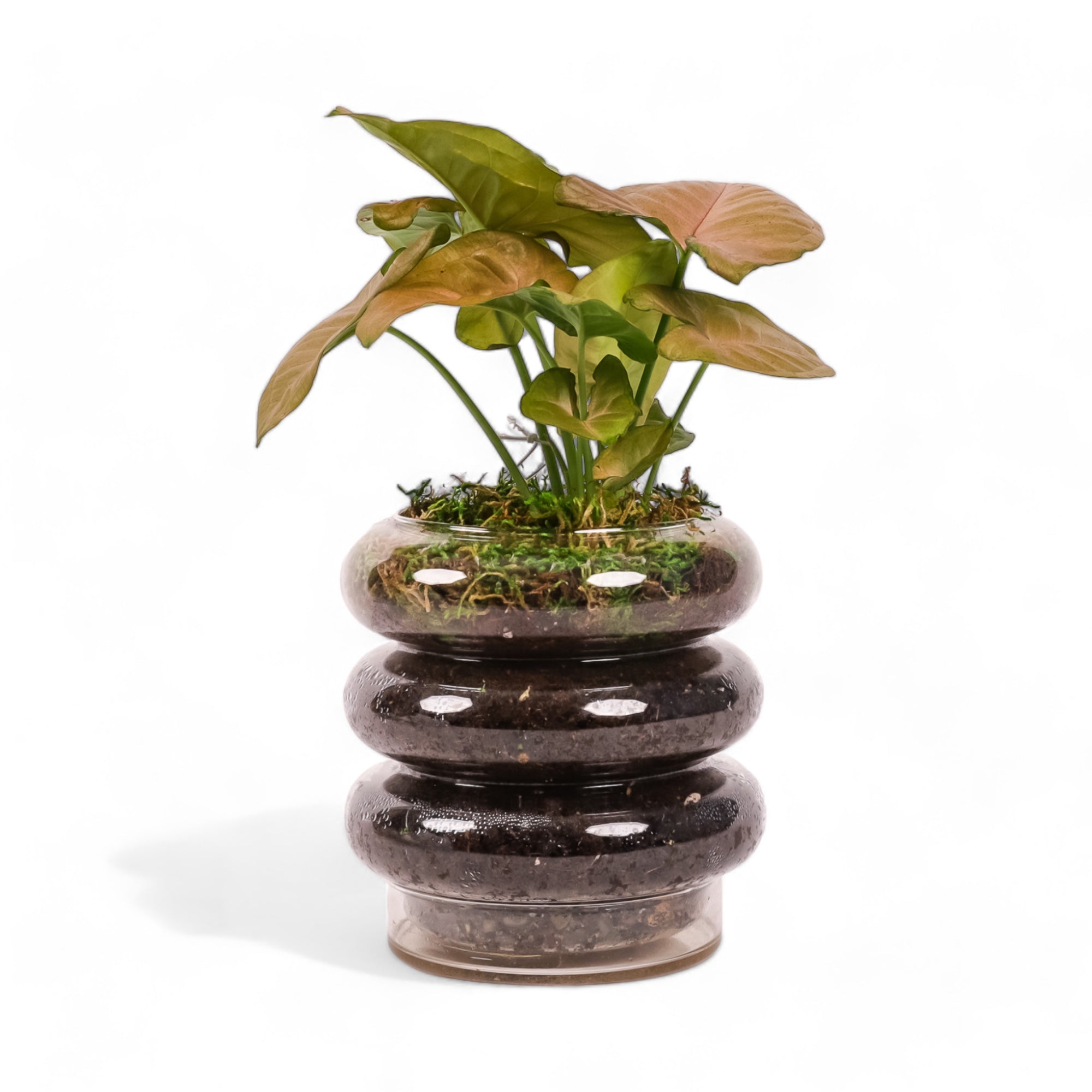 Stacked Rings Glass Pot with Saucer - Green Fresh Florals + Plants