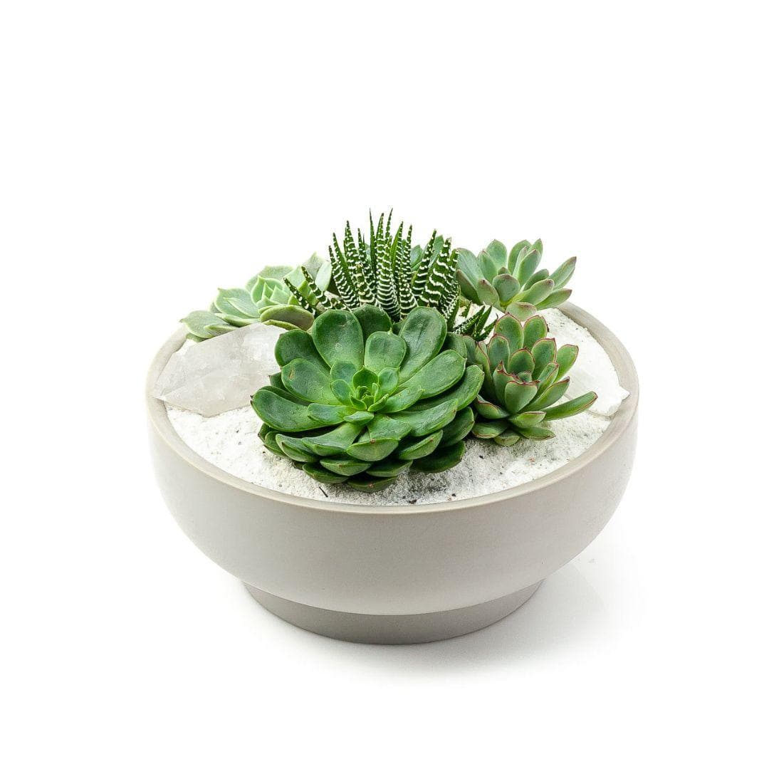 Stone Grey Crystal Succulent Garden - Green Fresh Florals + Plants