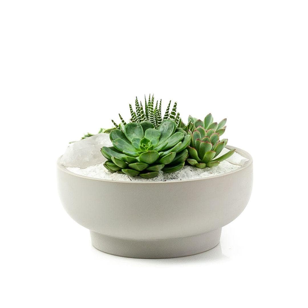 Stone Grey Crystal Succulent Garden - Green Fresh Florals + Plants