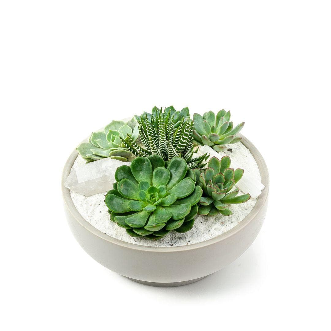 Stone Grey Crystal Succulent Garden - Green Fresh Florals + Plants