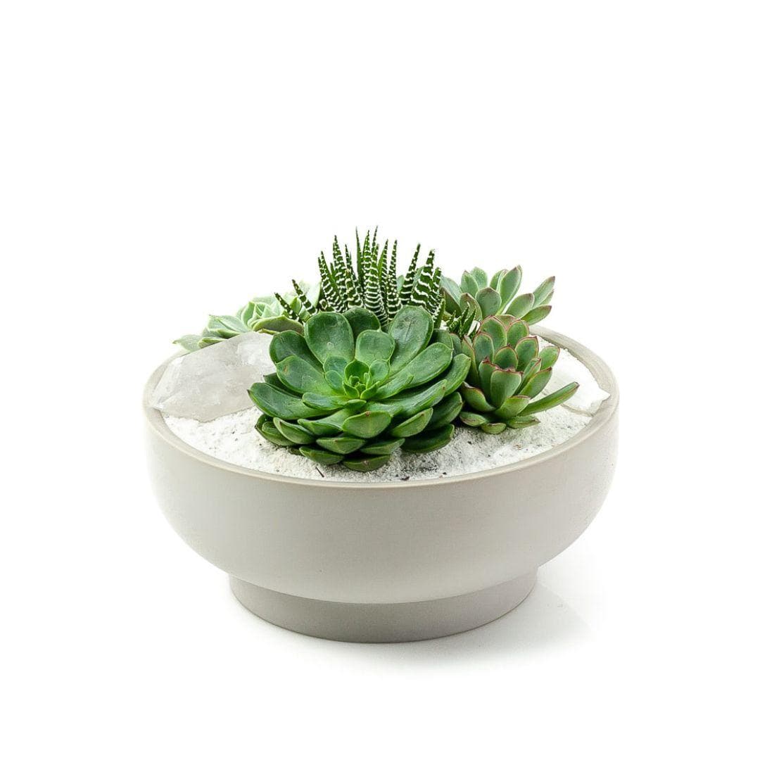 Stone Grey Crystal Succulent Garden - Green Fresh Florals + Plants