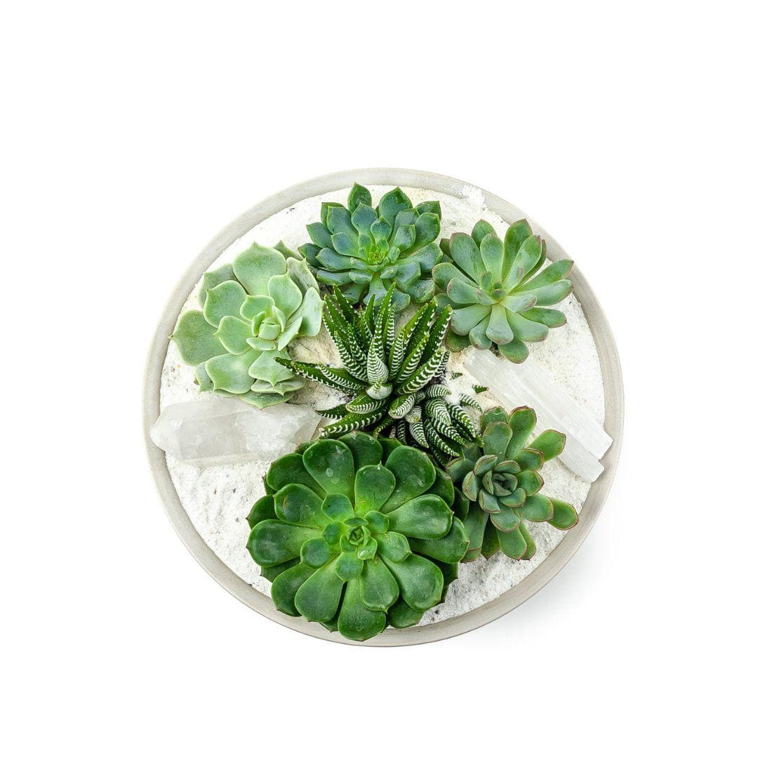 Stone Grey Crystal Succulent Garden - Green Fresh Florals + Plants