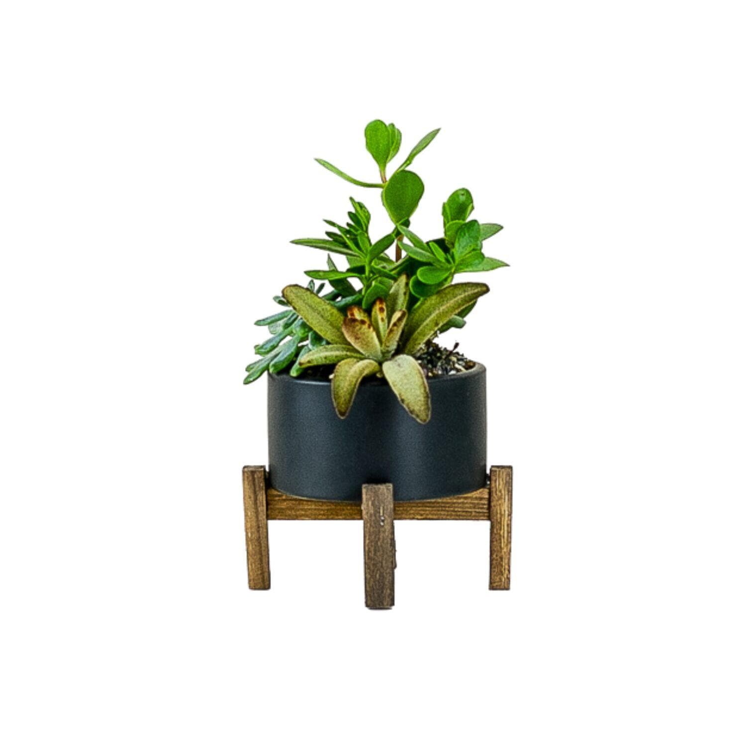 Succulent Planting with Wood Stand - Green Fresh Florals + Plants