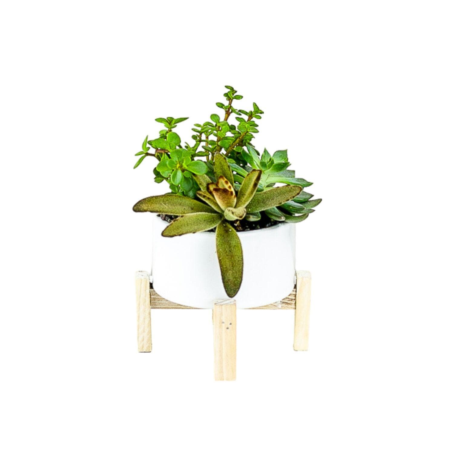 Succulent Planting with Wood Stand - Green Fresh Florals + Plants