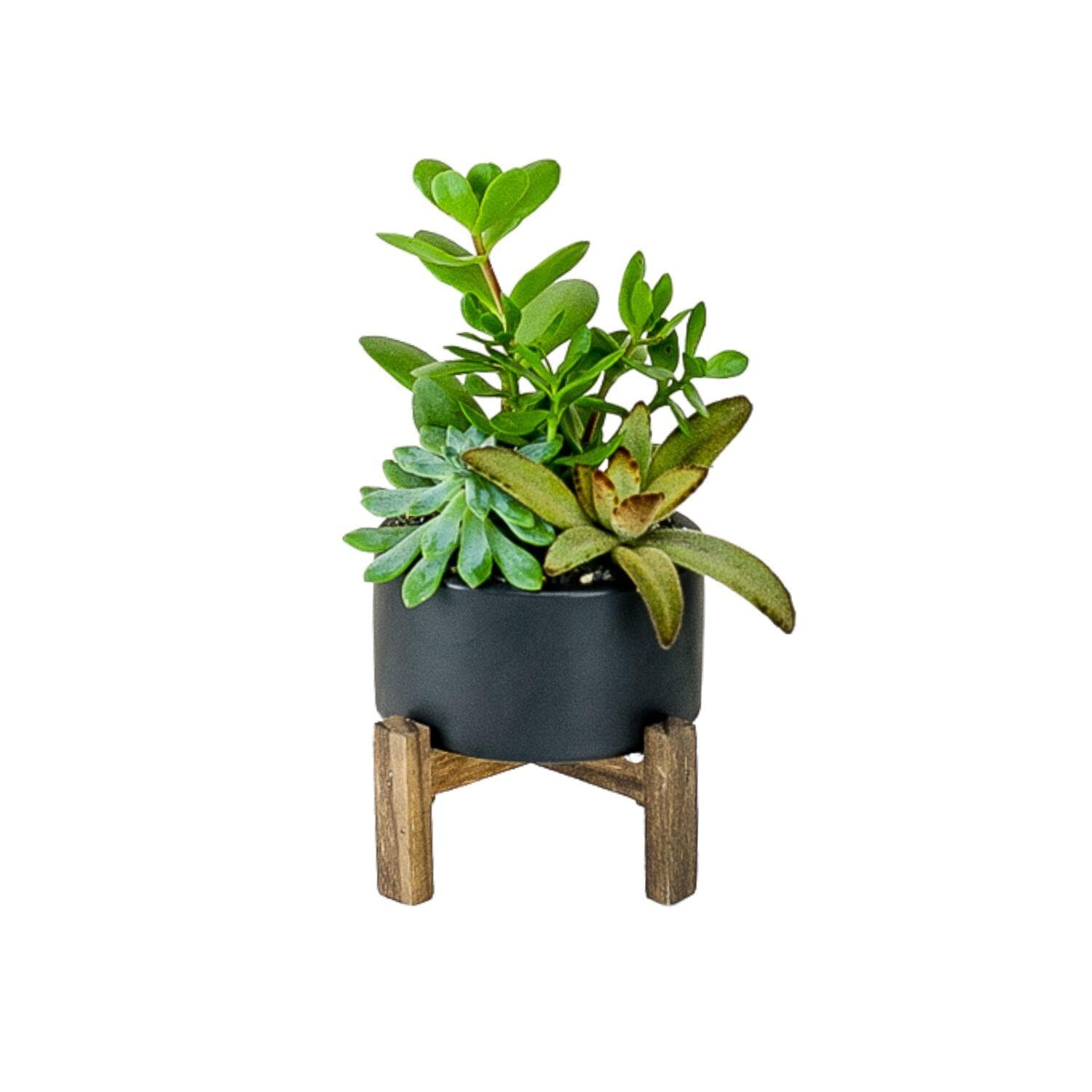 Succulent Planting with Wood Stand - Green Fresh Florals + Plants