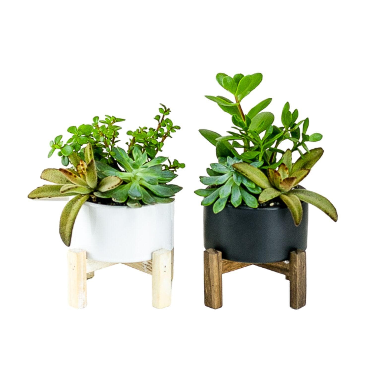 Succulent Planting with Wood Stand - Green Fresh Florals + Plants