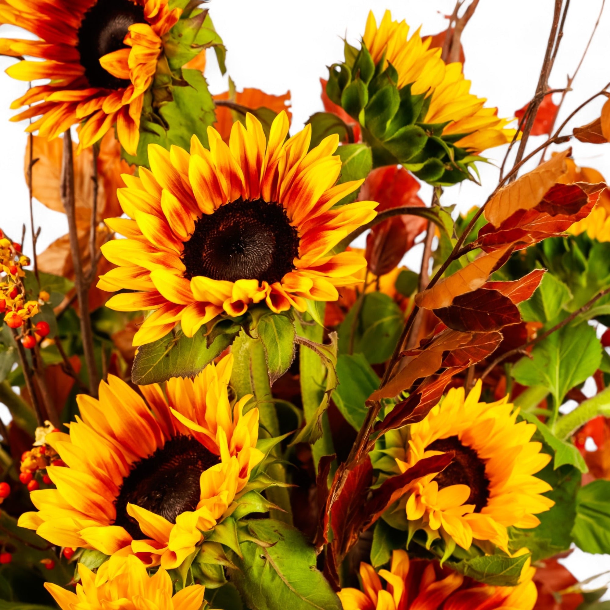 Sunflower Harvest Designer Floral - Green Fresh Florals + Plants