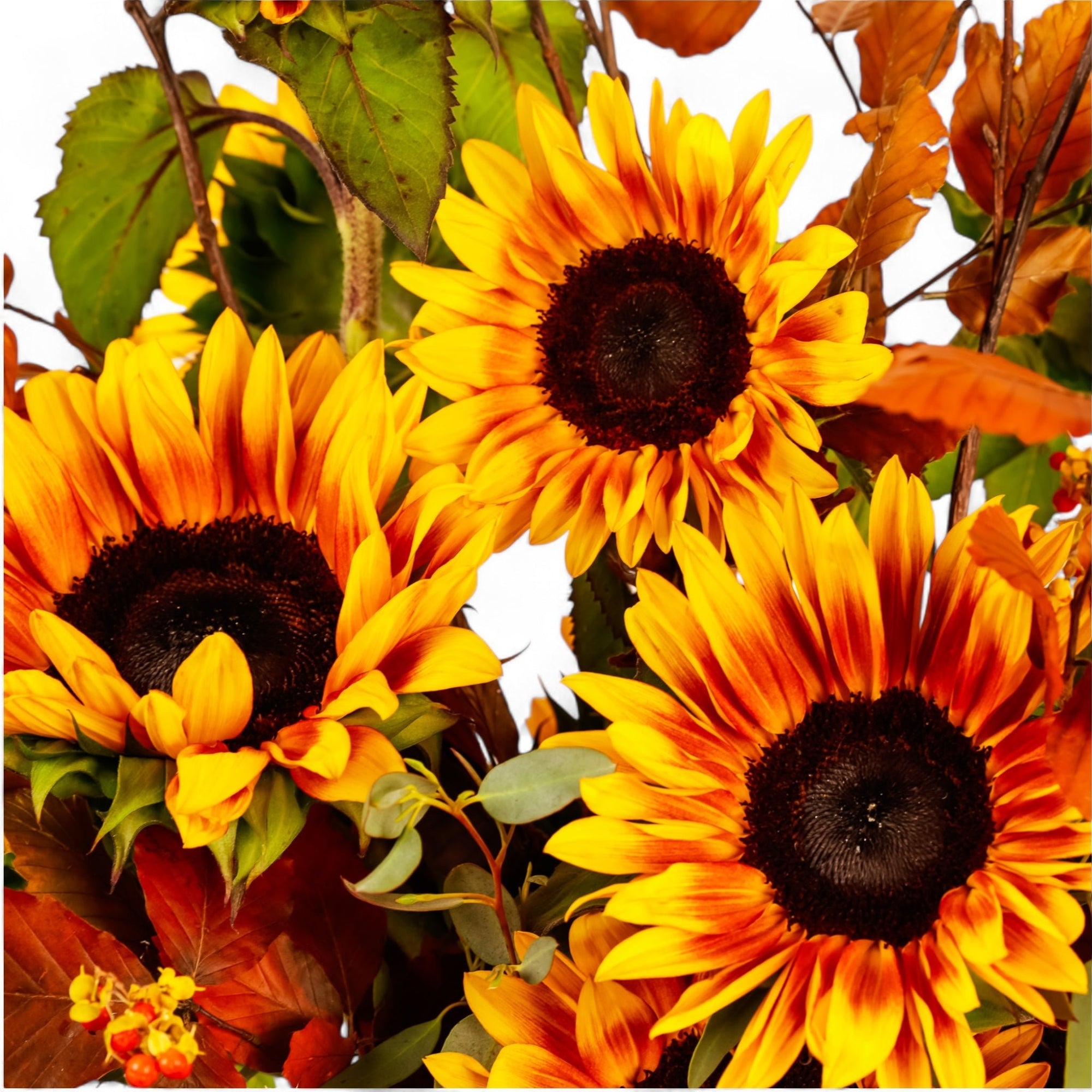 Sunflower Harvest Designer Floral - Green Fresh Florals + Plants