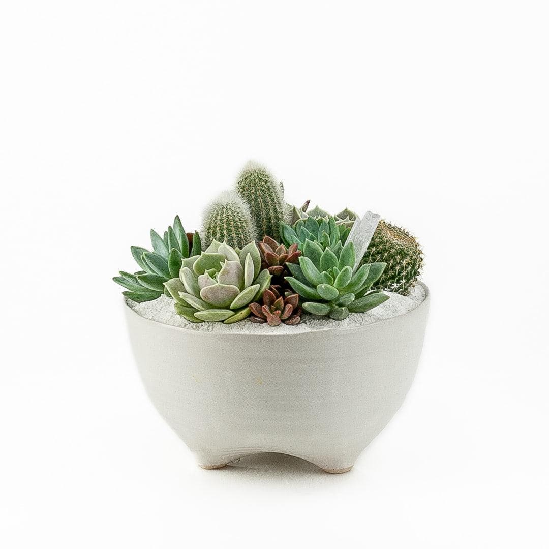 Taliah Succulent Garden - Green Fresh Florals + Plants