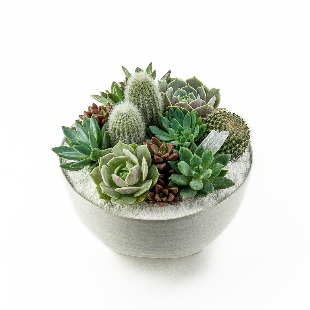 Taliah Succulent Garden - Green Fresh Florals + Plants