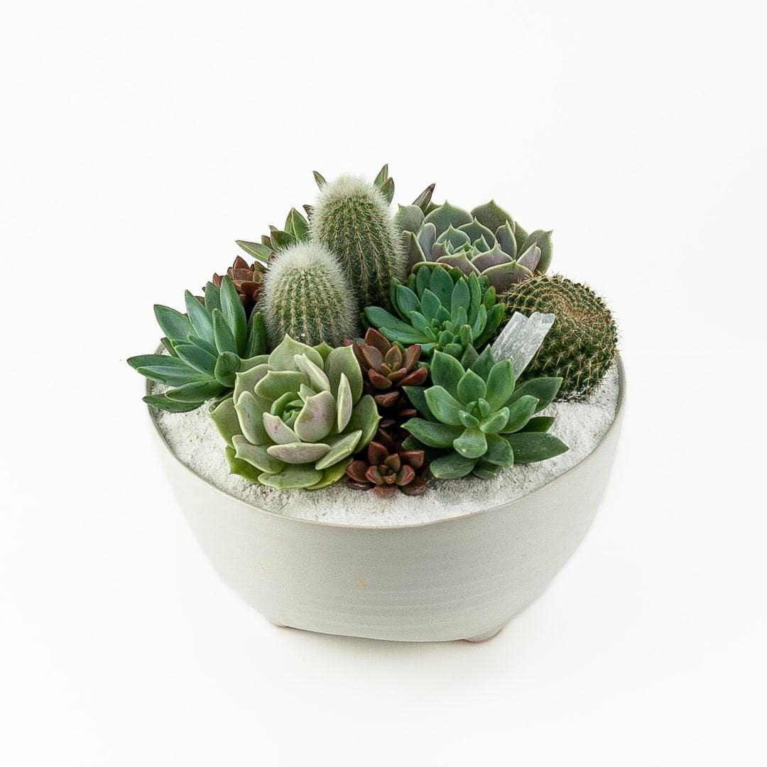 Taliah Succulent Garden - Green Fresh Florals + Plants