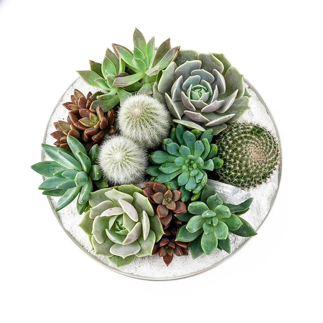 Taliah Succulent Garden - Green Fresh Florals + Plants