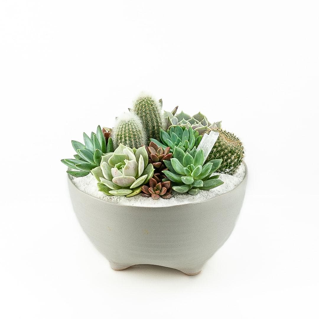 Taliah Succulent Garden - Green Fresh Florals + Plants