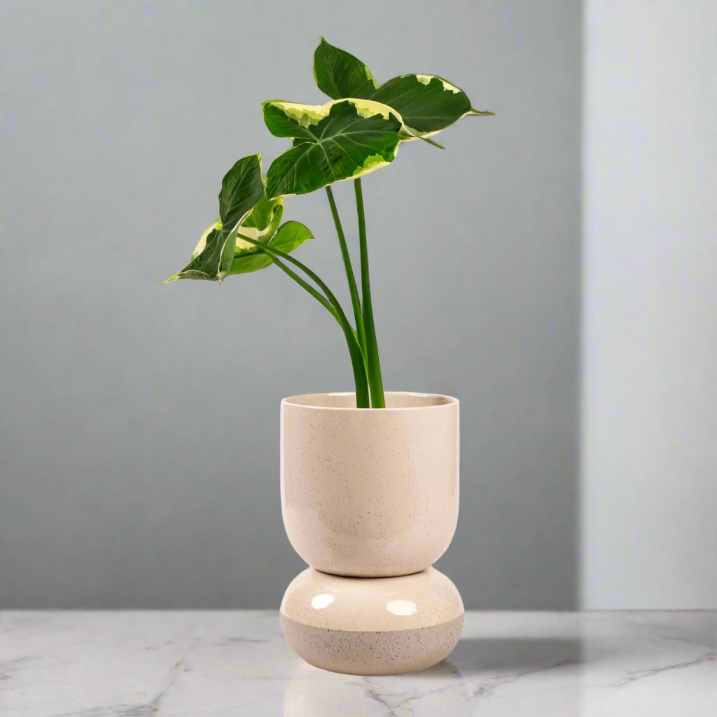 Tartu Pot + Saucer - Green Fresh Florals + Plants