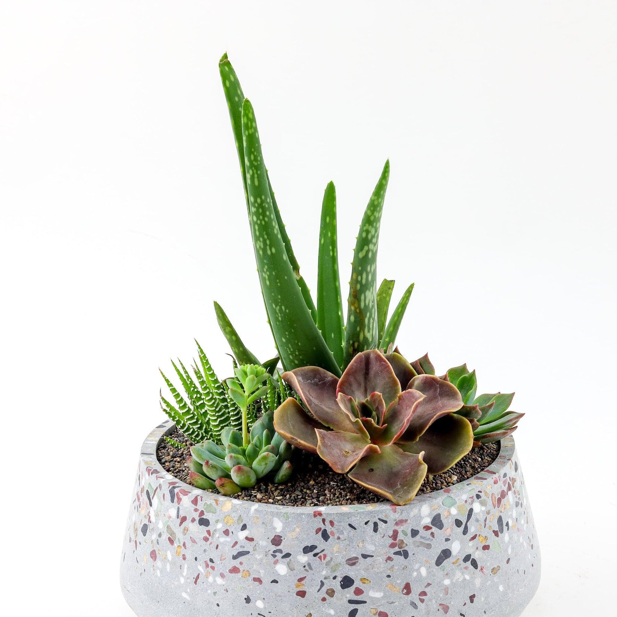 Terrazzo + Citrine Succulent Planting - Green Fresh Florals + Plants