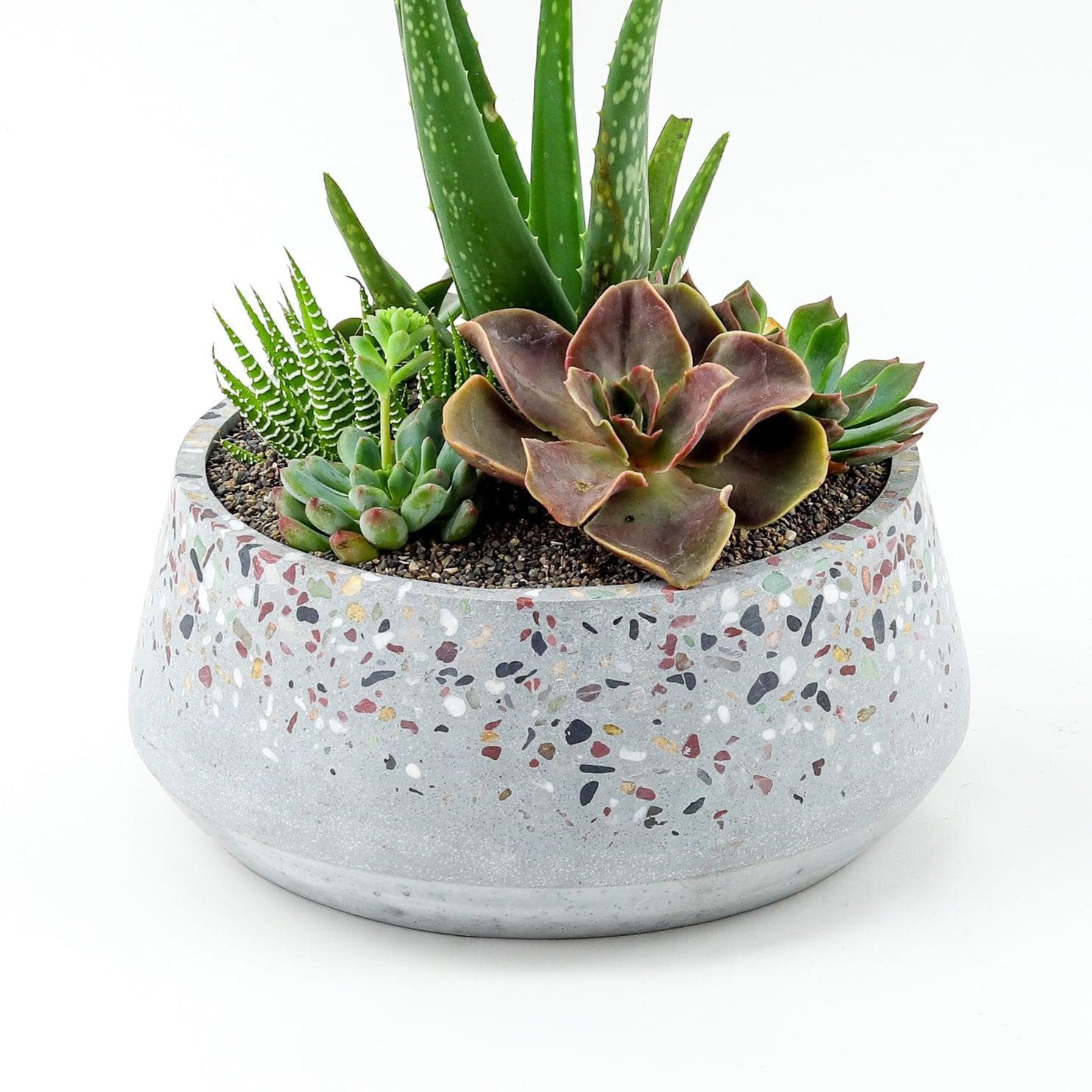 Terrazzo + Citrine Succulent Planting - Green Fresh Florals + Plants