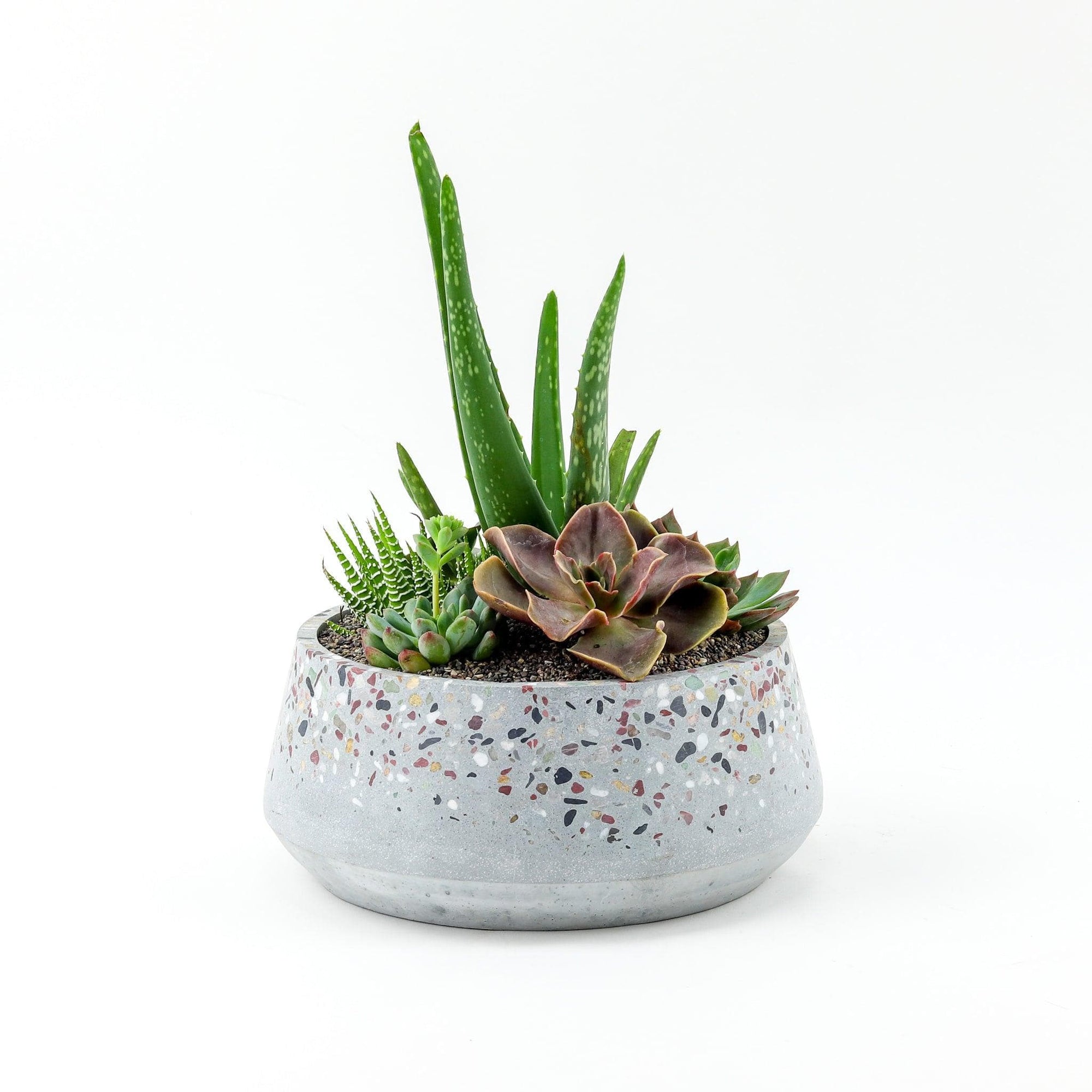 Terrazzo + Citrine Succulent Planting - Green Fresh Florals + Plants