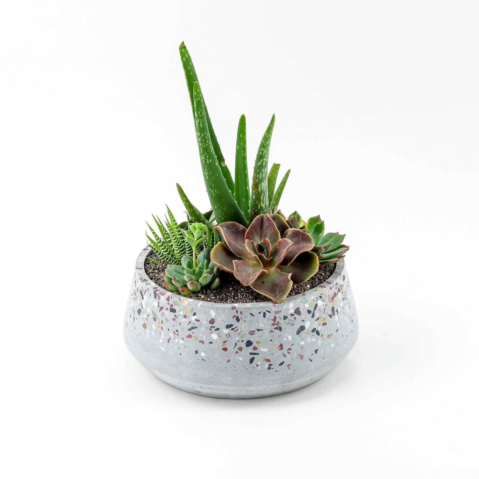 Terrazzo + Citrine Succulent Planting - Green Fresh Florals + Plants