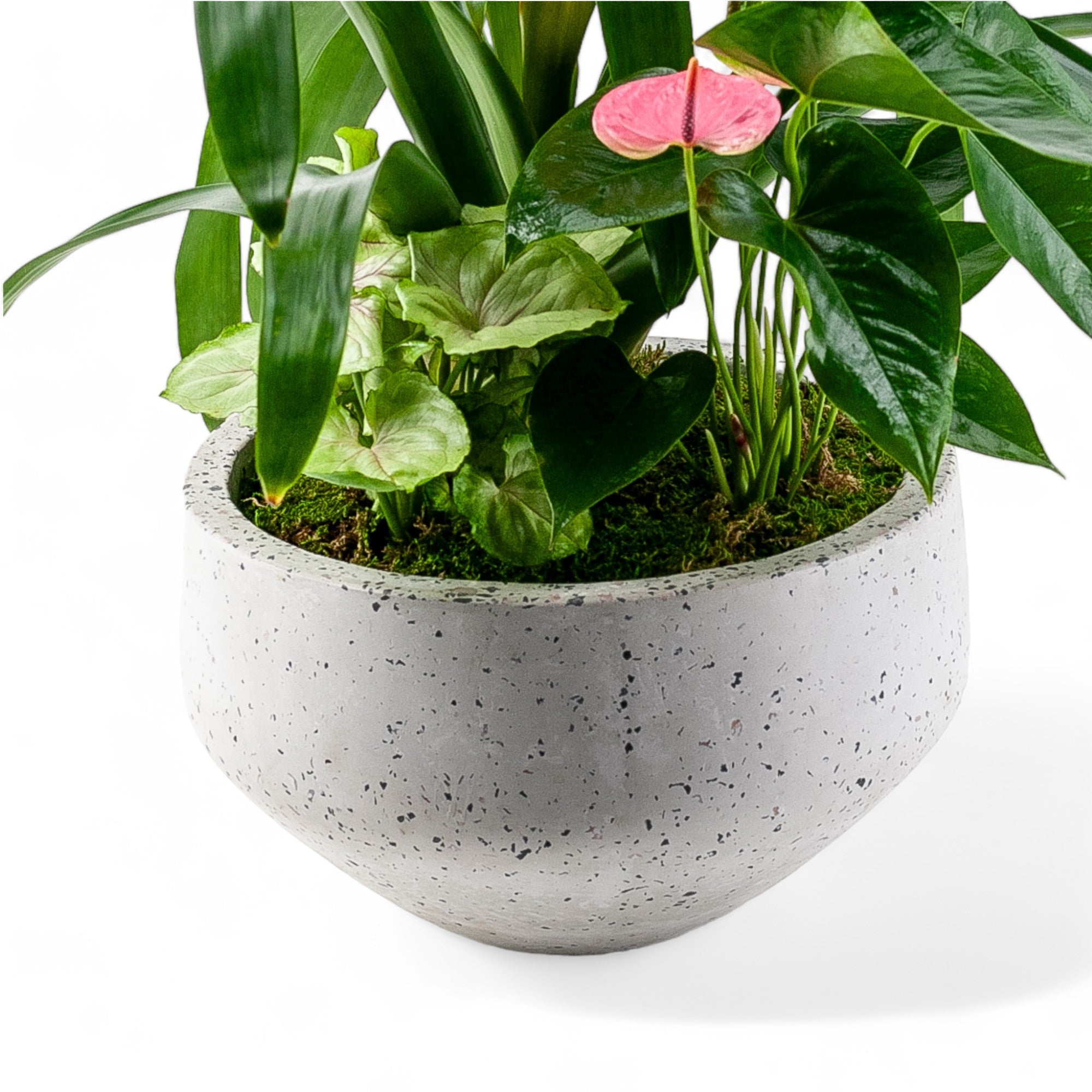 Terrazzo Tropical Planting - Green Fresh Florals + Plants