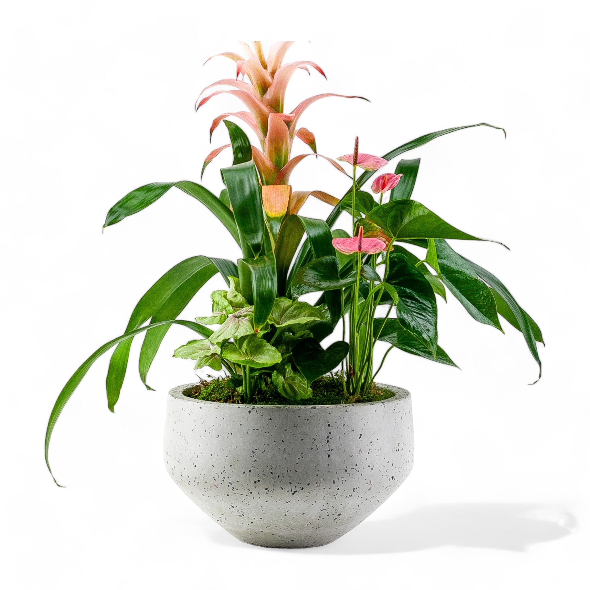 Terrazzo Tropical Planting - Green Fresh Florals + Plants