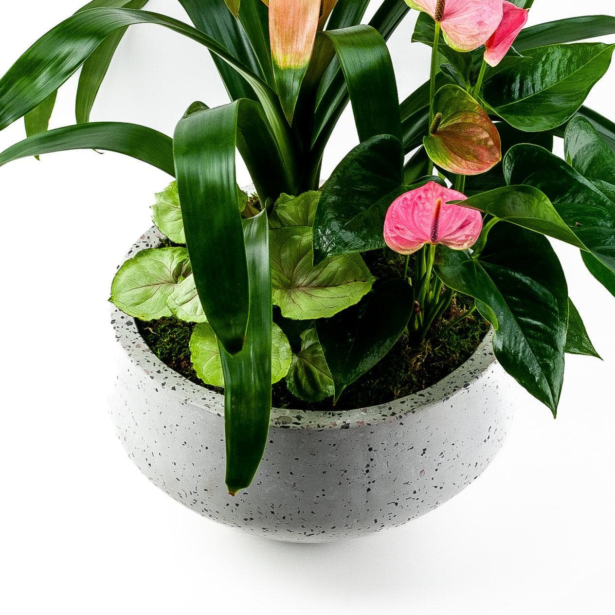 Terrazzo Tropical Planting - Green Fresh Florals + Plants