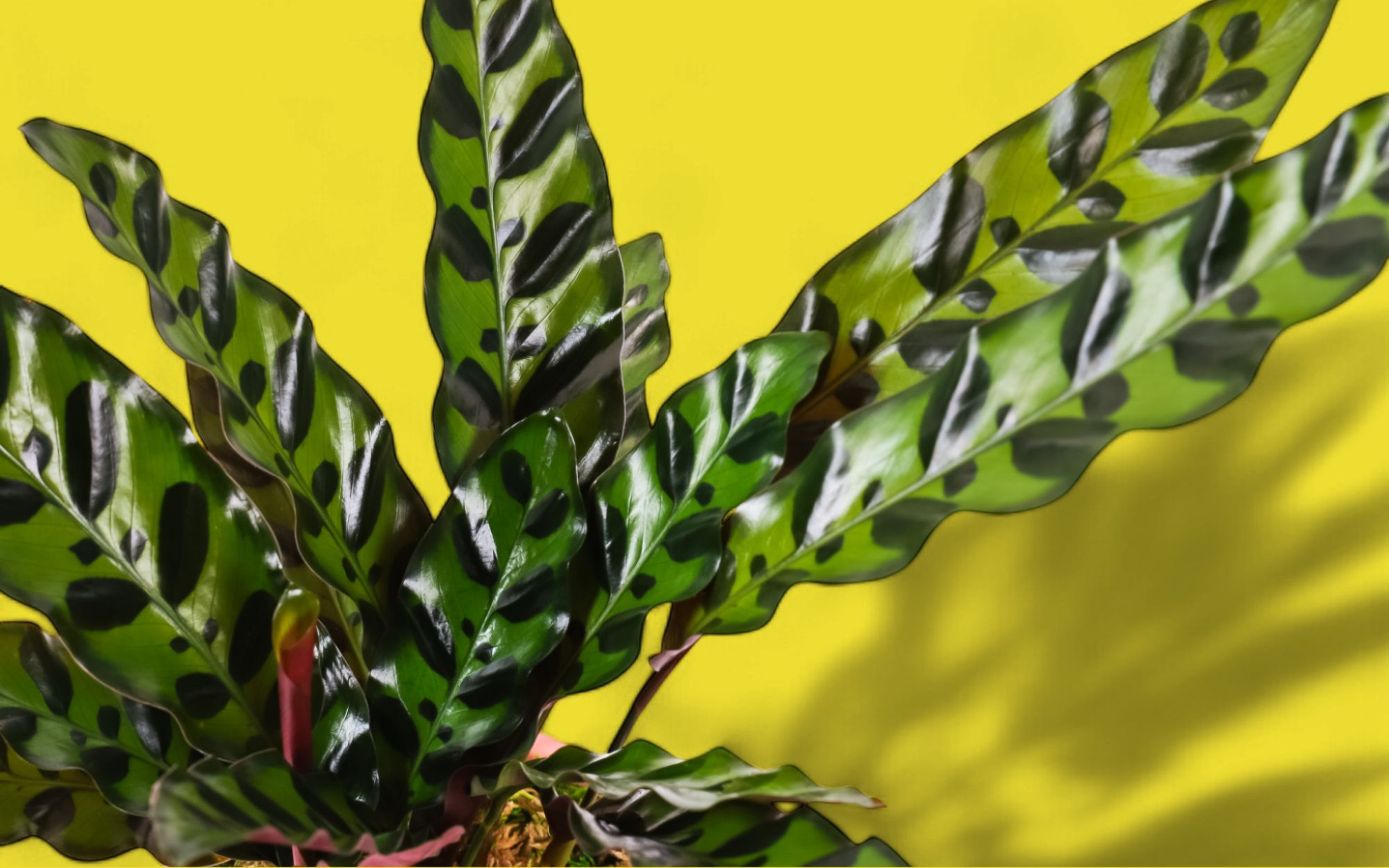 The Vibrant Rattlesnake Calathea - Green Fresh Florals + Plants