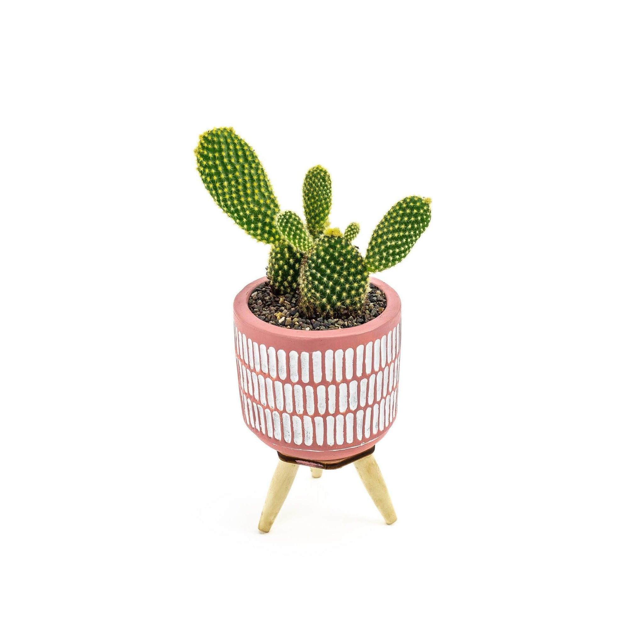 Three Legged Mini Cactus - Green Fresh Florals + Plants