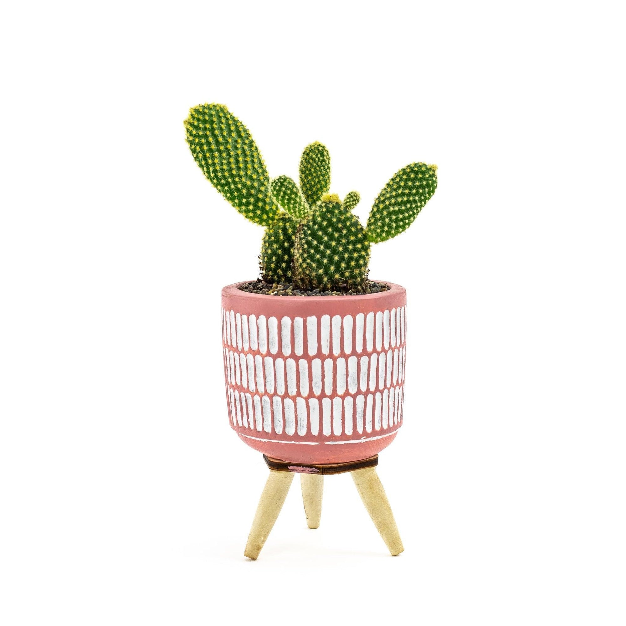 Three Legged Mini Cactus - Green Fresh Florals + Plants