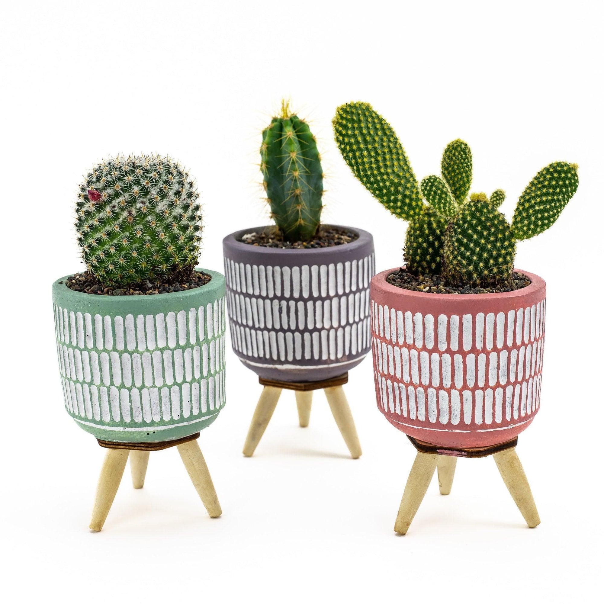 Three Legged Mini Cactus - Green Fresh Florals + Plants