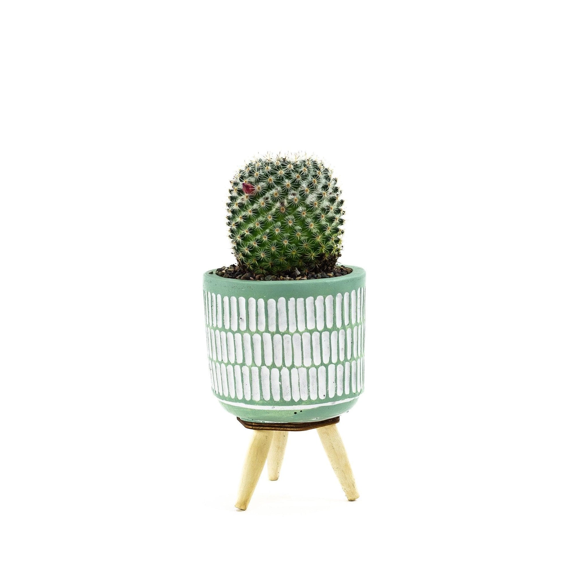 Three Legged Mini Cactus - Green Fresh Florals + Plants