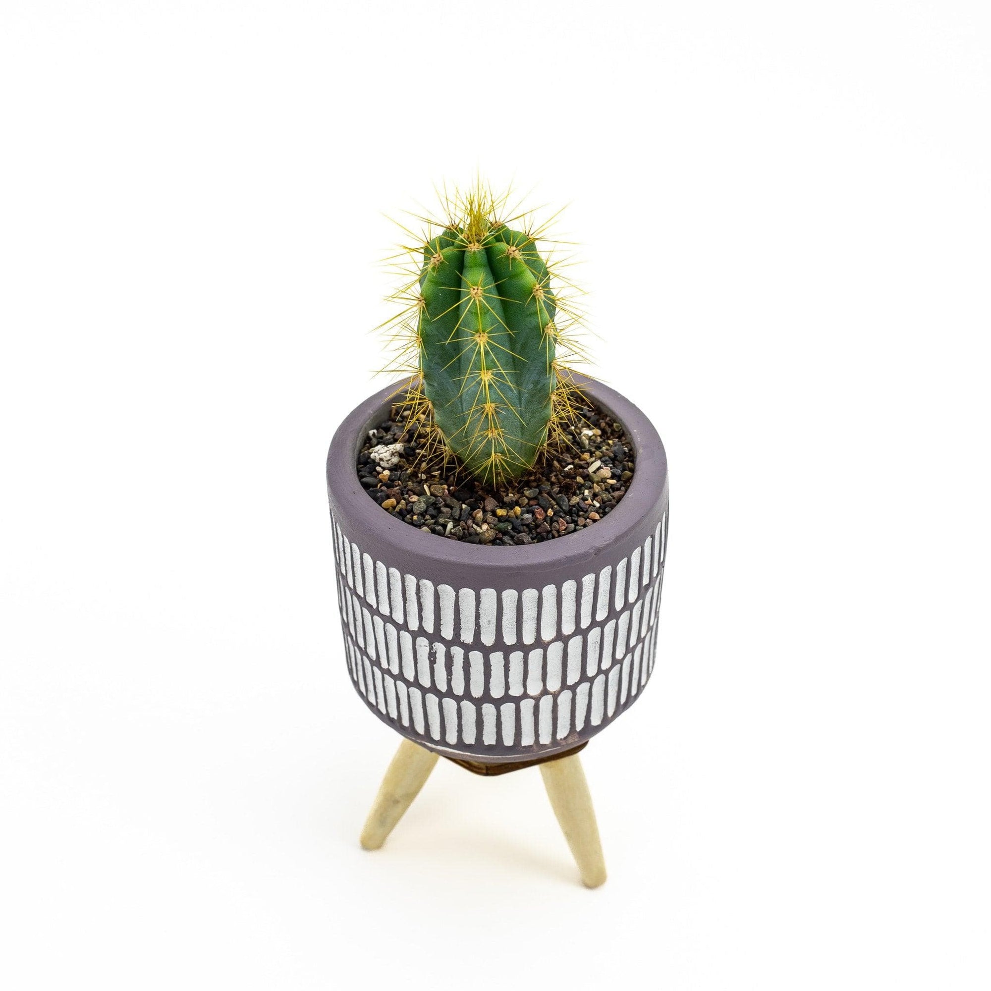 Three Legged Mini Cactus - Green Fresh Florals + Plants