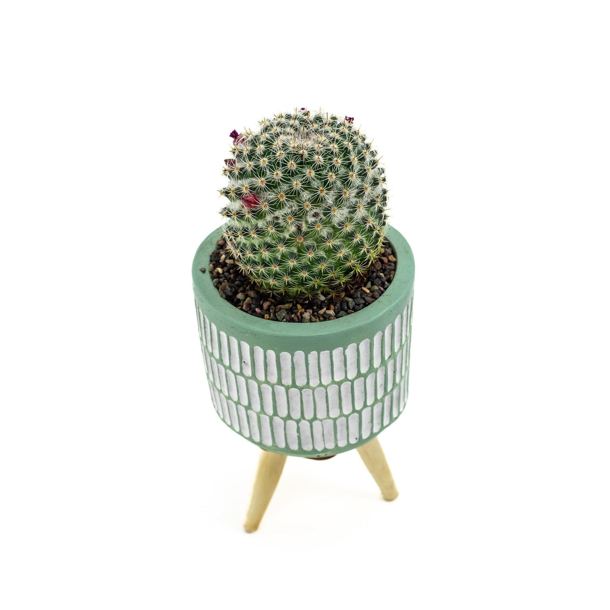 Three Legged Mini Cactus - Green Fresh Florals + Plants