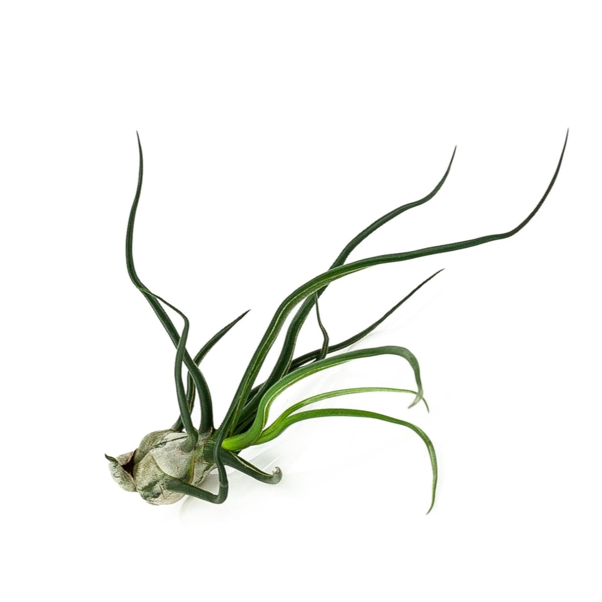 Tillandsia bulbosa Belize - Green Fresh Florals + Plants