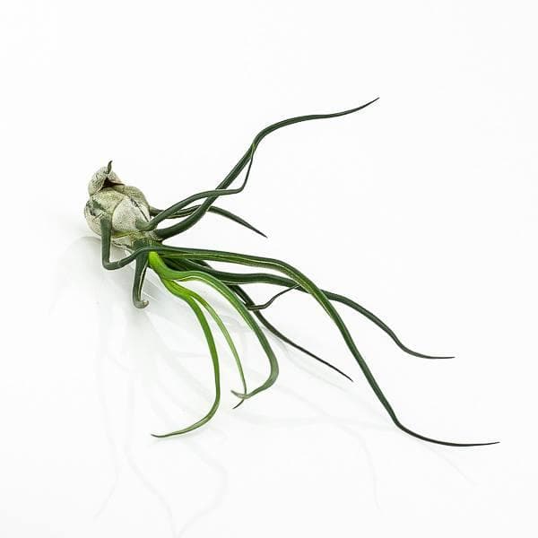 Tillandsia bulbosa Belize - Green Fresh Florals + Plants