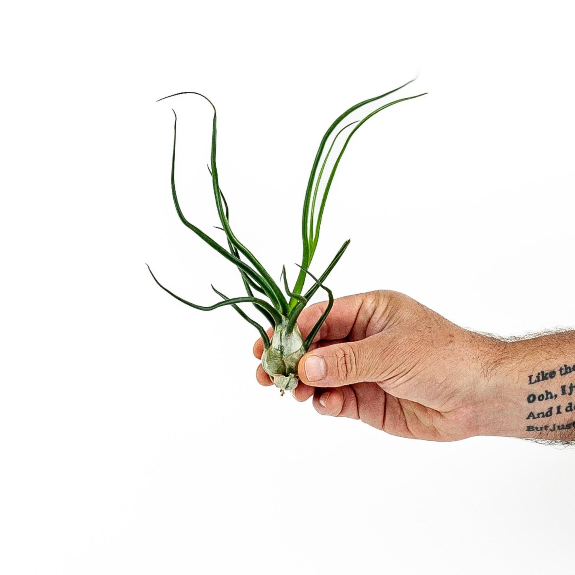 Tillandsia bulbosa Belize - Green Fresh Florals + Plants