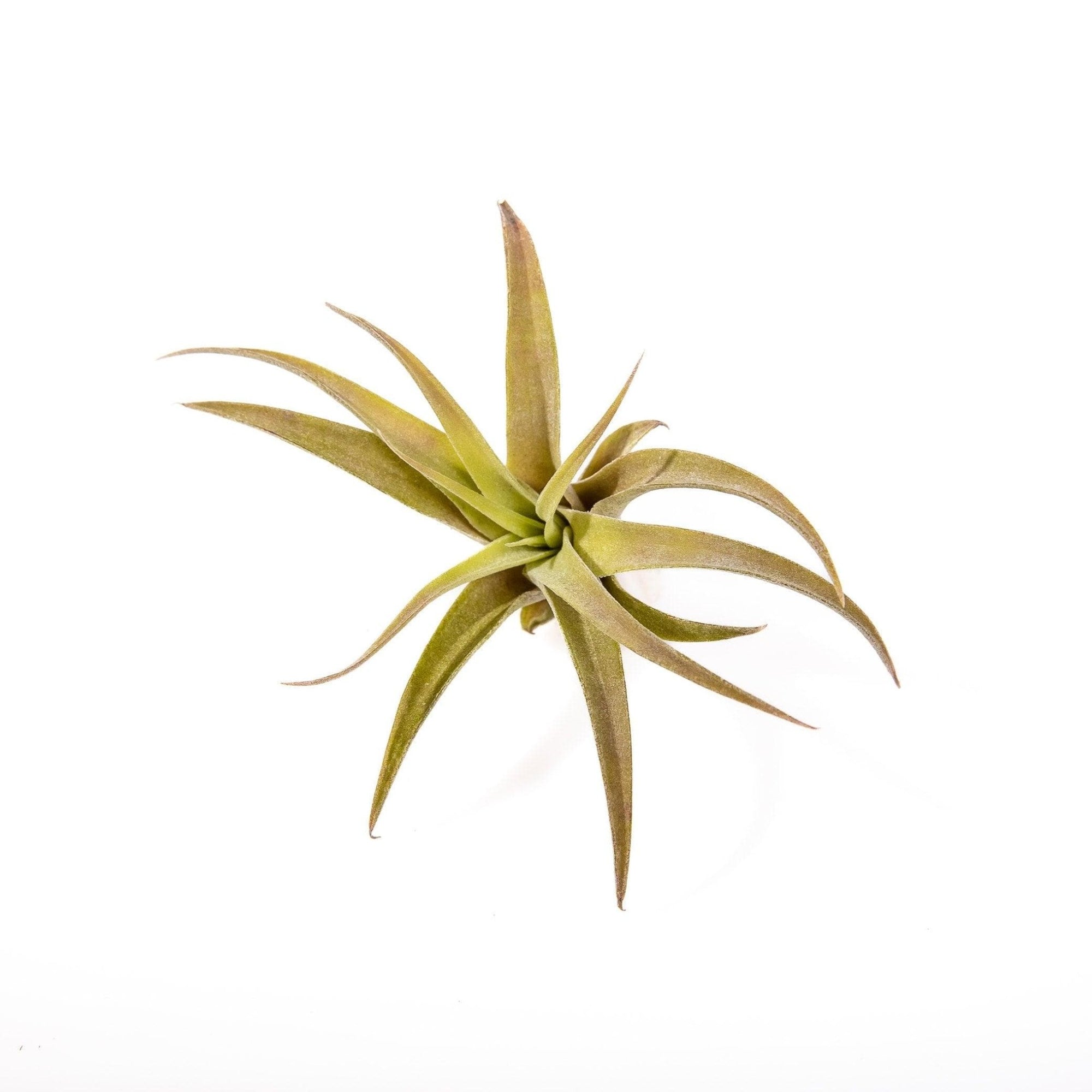 Tillandsia capitata peach - Green Fresh Florals + Plants