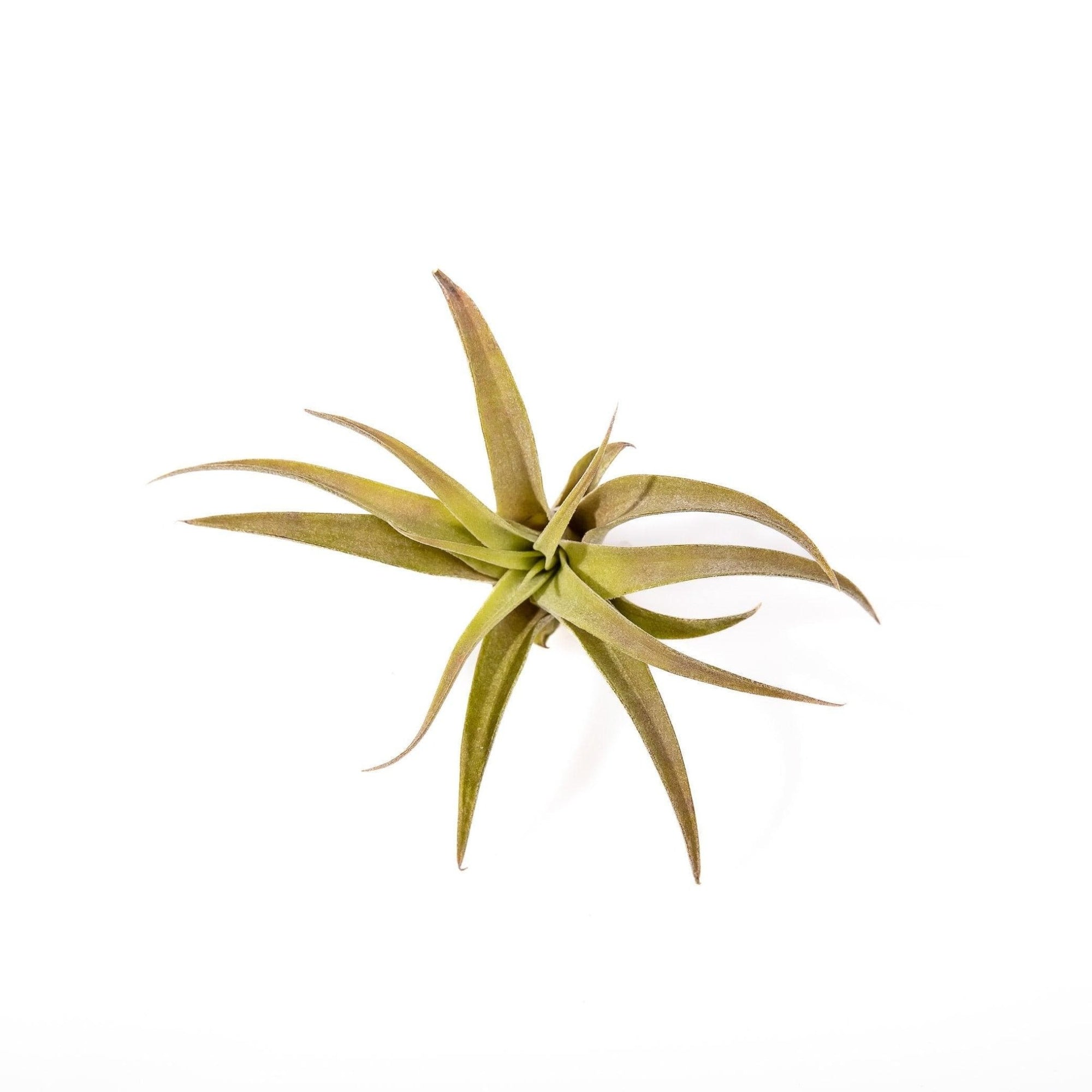 Tillandsia capitata peach - Green Fresh Florals + Plants