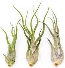 Tillandsia caput medusae - Green Fresh Florals + Plants