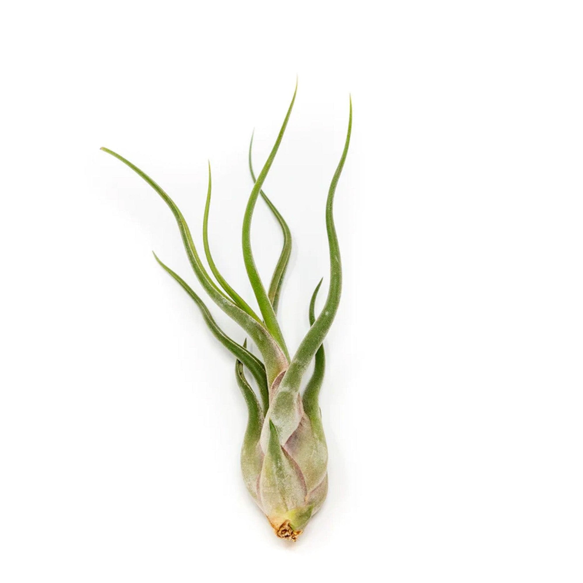 Tillandsia caput medusae - Green Fresh Florals + Plants