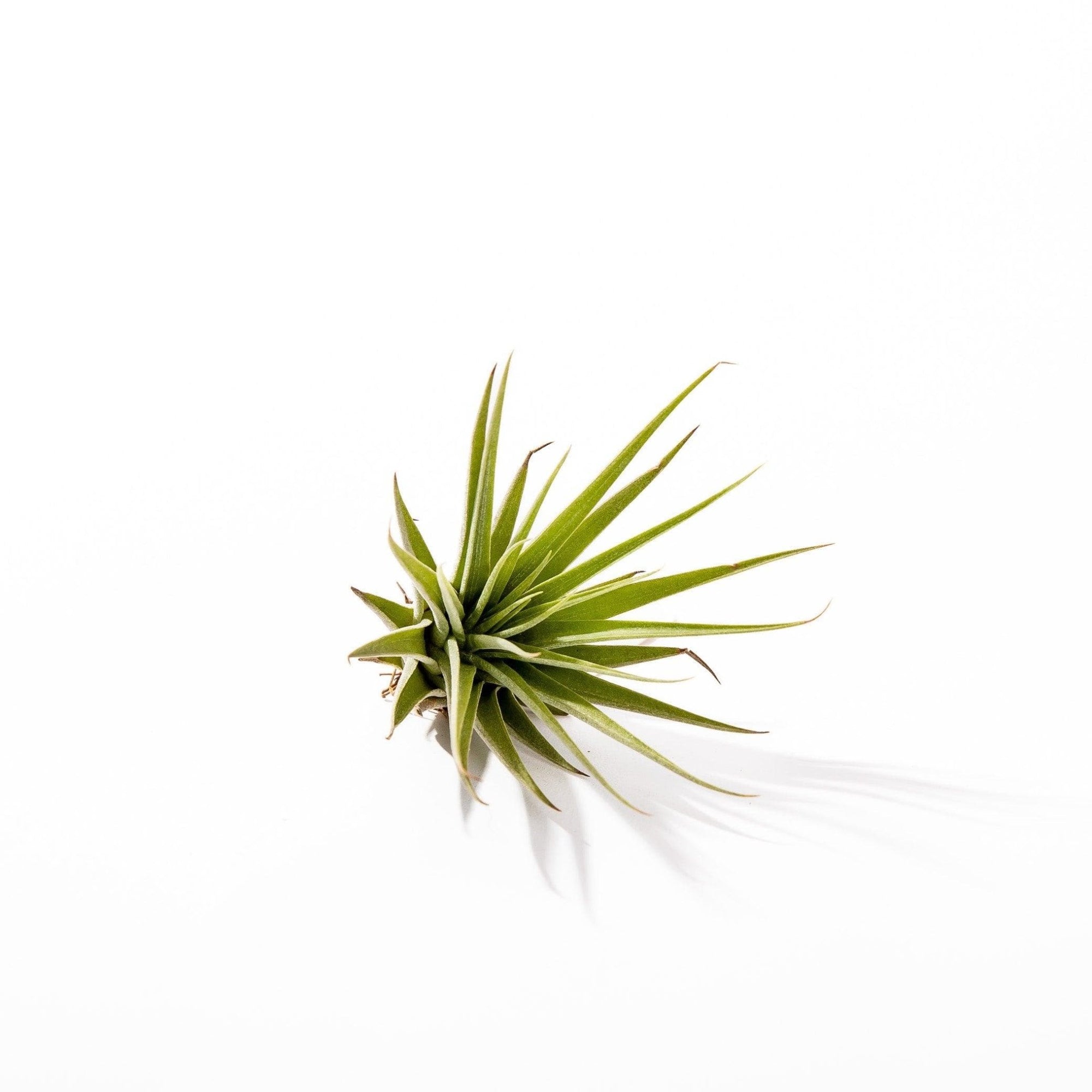 Tillandsia espinosae - Green Fresh Florals + Plants