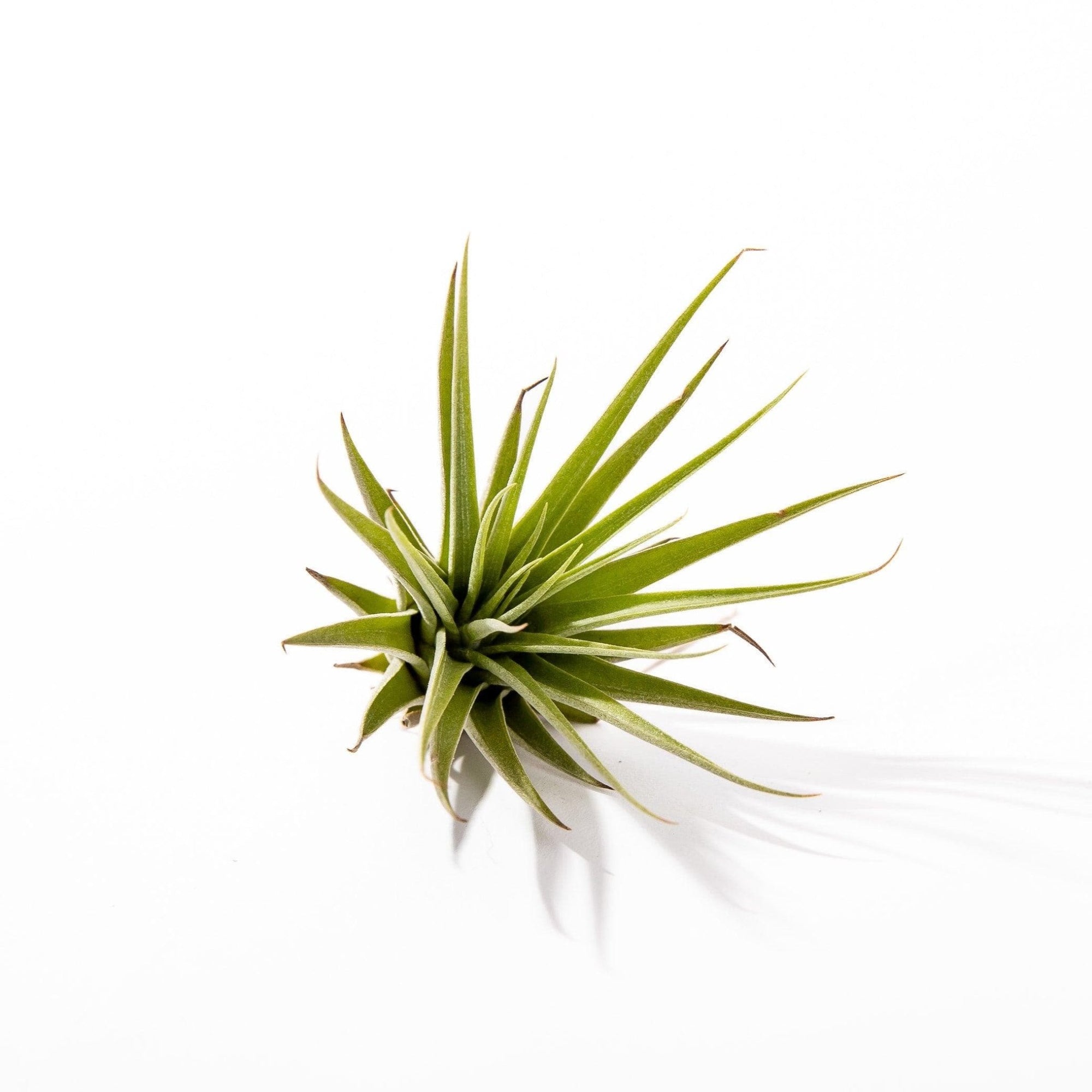 Tillandsia espinosae - Green Fresh Florals + Plants