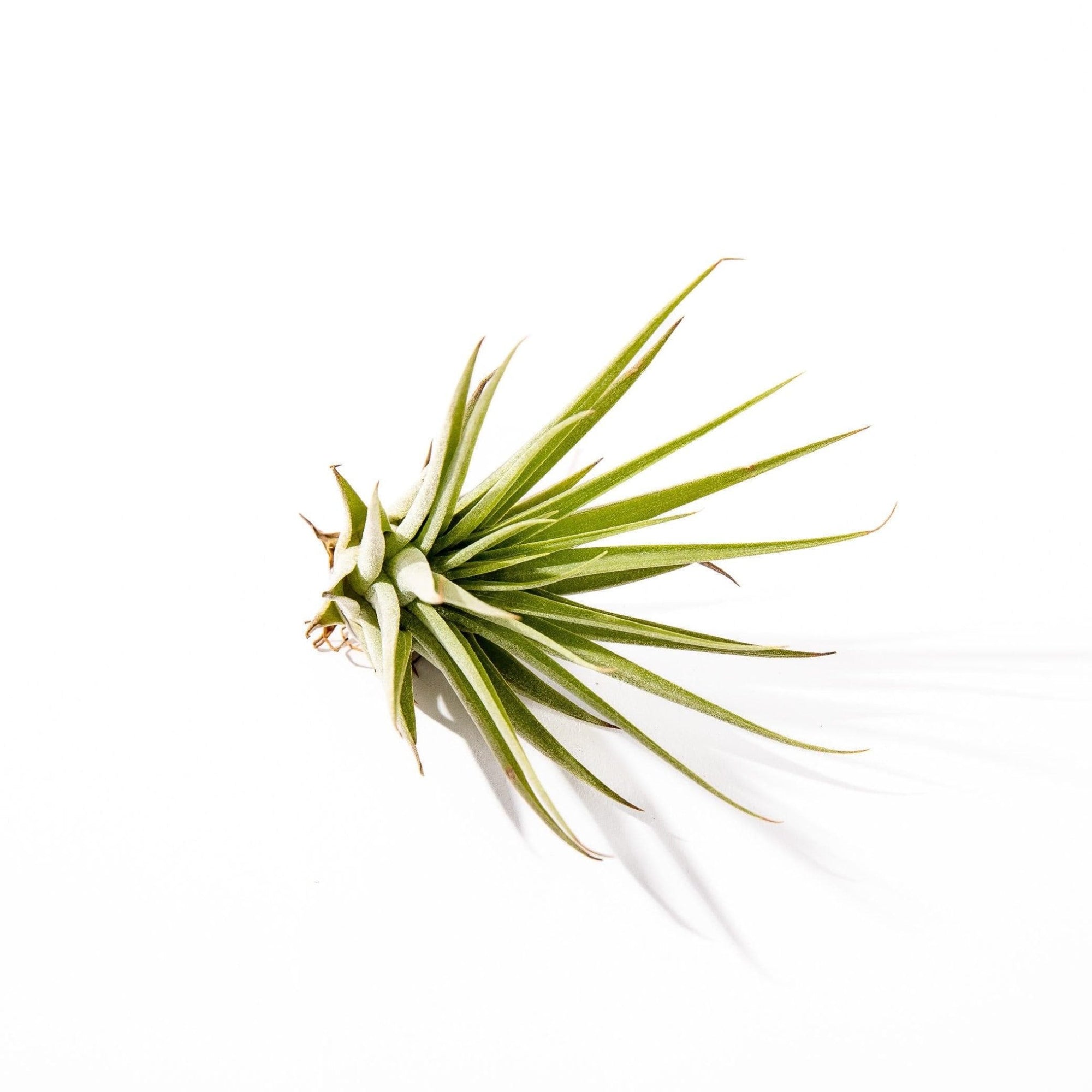 Tillandsia espinosae - Green Fresh Florals + Plants