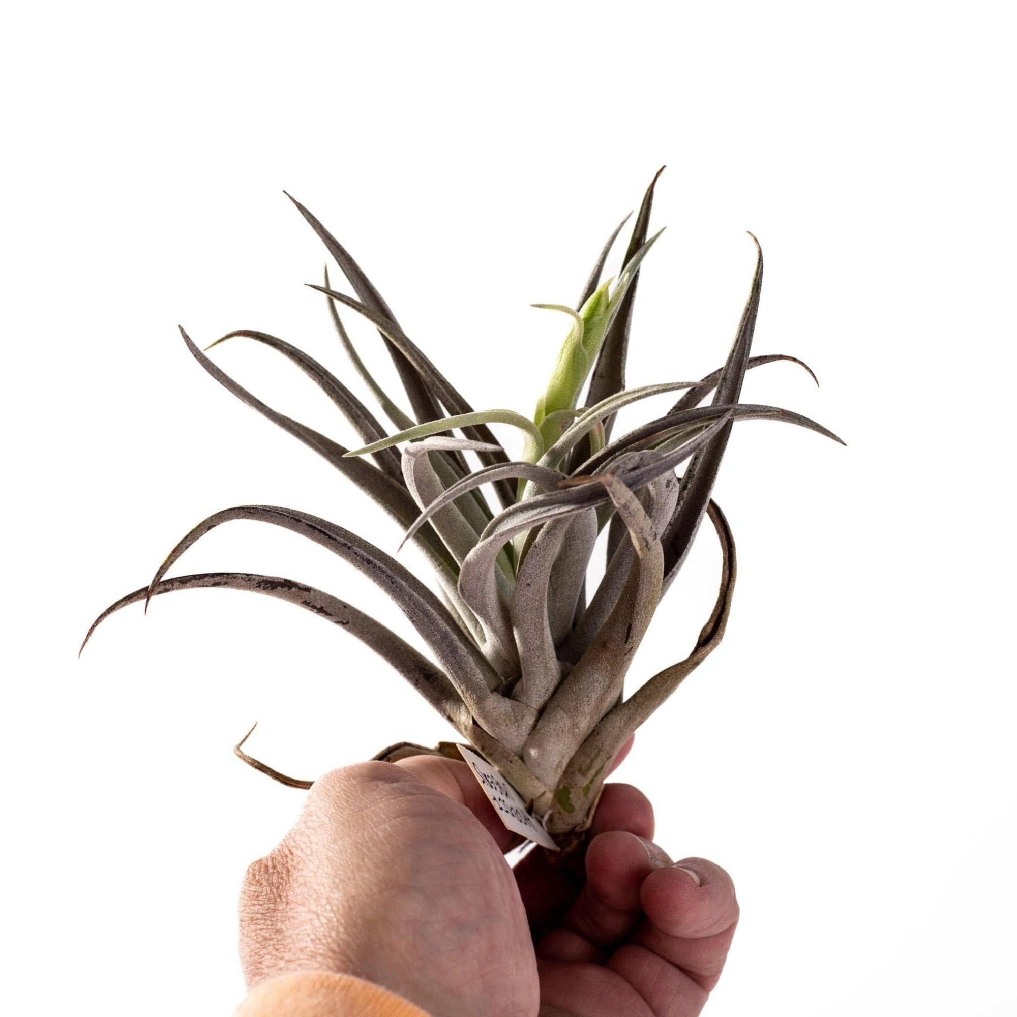 Tillandsia harrisii - Green Fresh Florals + Plants